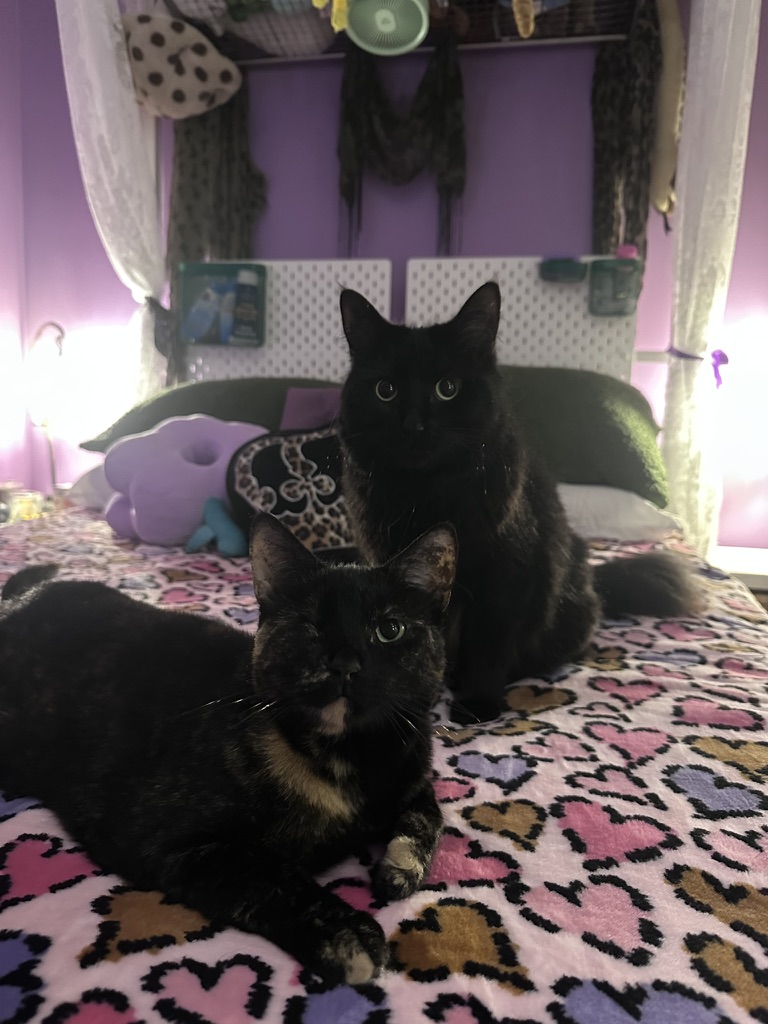cutest cats ever