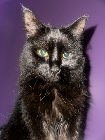 dr flea modelling